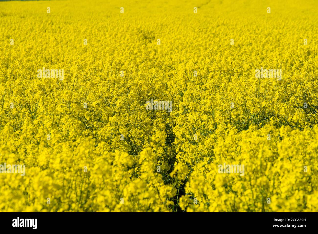 Fiori gialli campo di colza in fiore. Foto Stock
