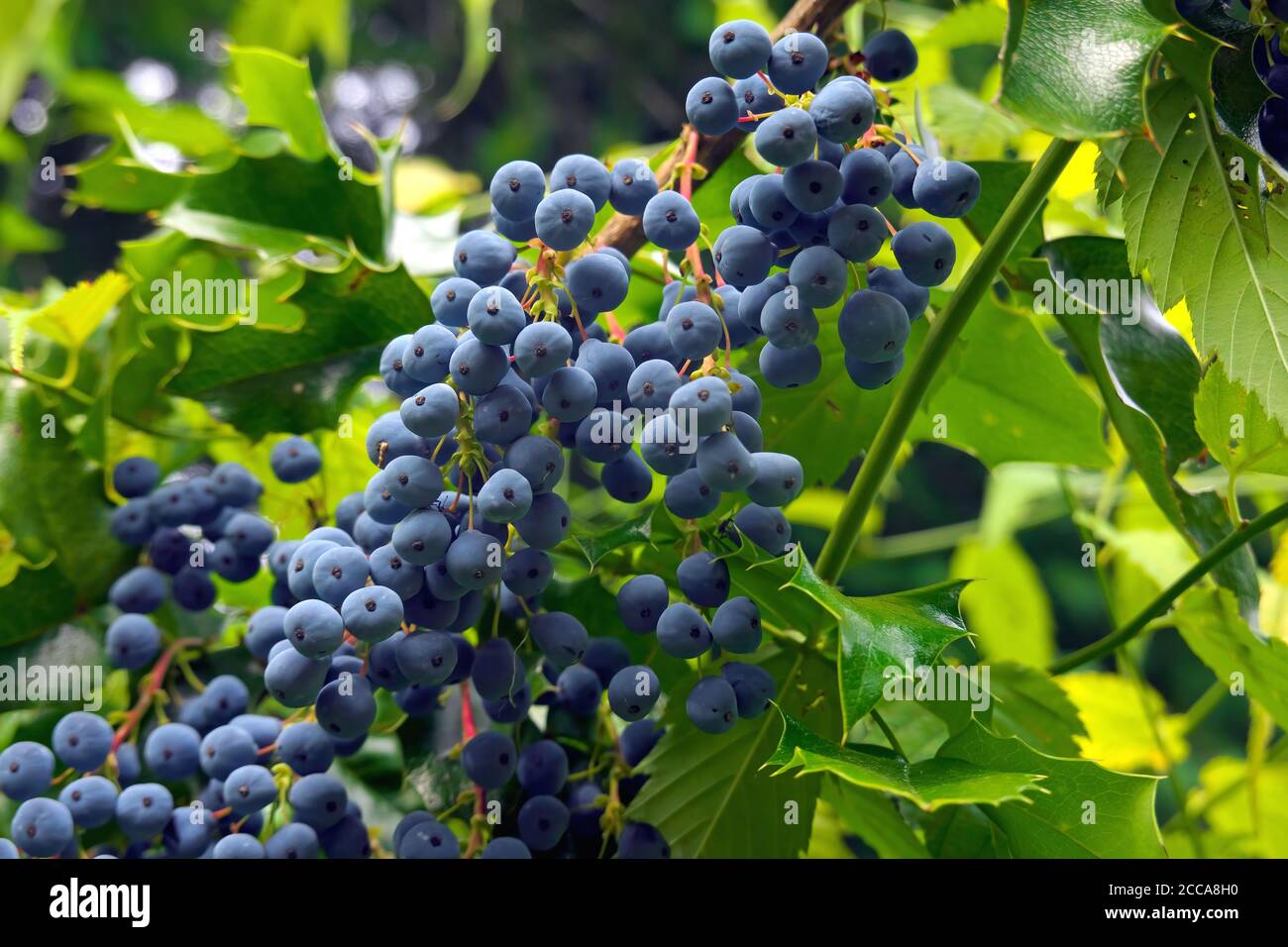 Bacche di uva dell'Oregon (Mahonia aquifolium) sul cespuglio. Foto Stock