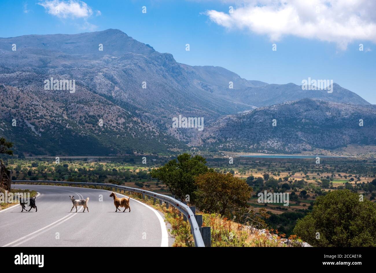 Capre sull'altopiano di Lasithi, Creta, Grecia Foto Stock