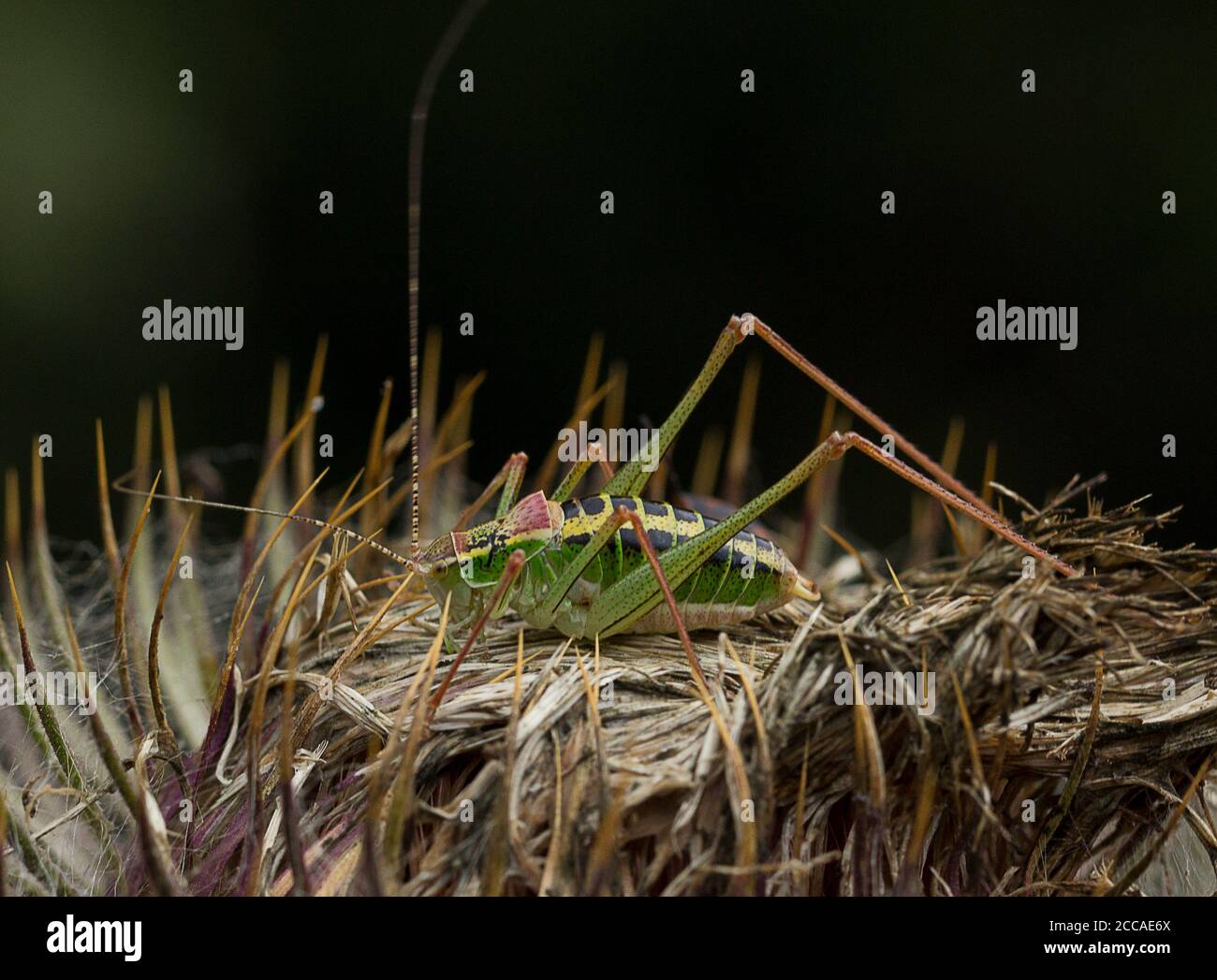 Bright Bush-cricket (Poecilimon sp.) su un fior di cardo secco Foto Stock