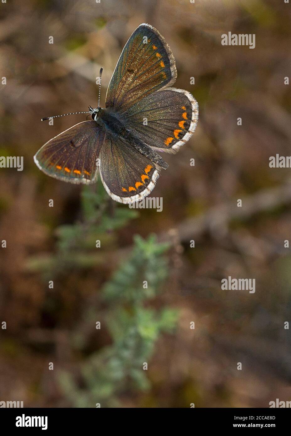 Farfalla di montagna Argus, Aricia artaxerxes, crogiolarsi sulla cima di una pianta Foto Stock
