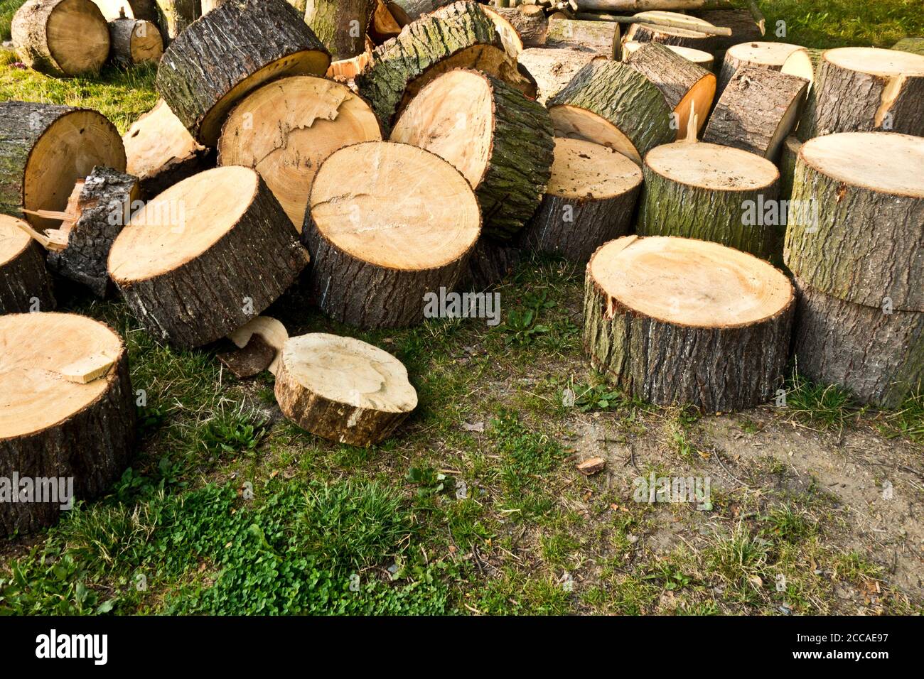 alberi tagliati a pezzi, in attesa di essere spostati fuori dalla foresta, concetto di beccatura Foto Stock