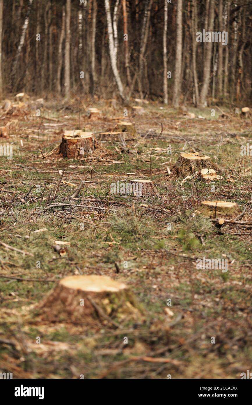 L'immagine dopo l'abbattimento è un sacco di ceppi di conifere alberi che rimangono nel terreno. Ceppi dopo abbattimento illegale. Fuoco selettivo Foto Stock