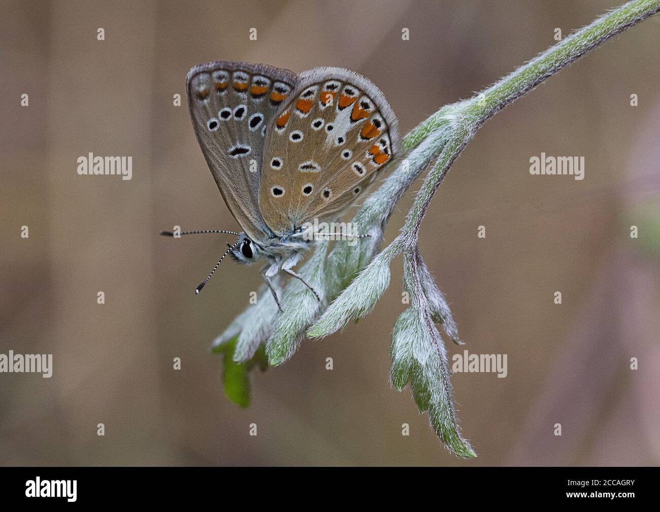 Chapman's Blue Butterfly, Polyommatus thersites, arroccato su una foglia Foto Stock