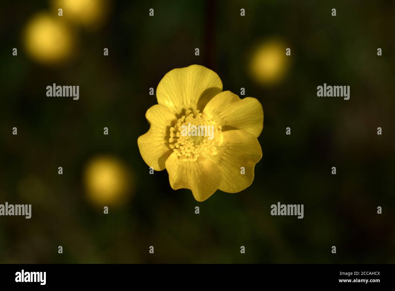 Buttercup, fiore giallo singolo Foto Stock