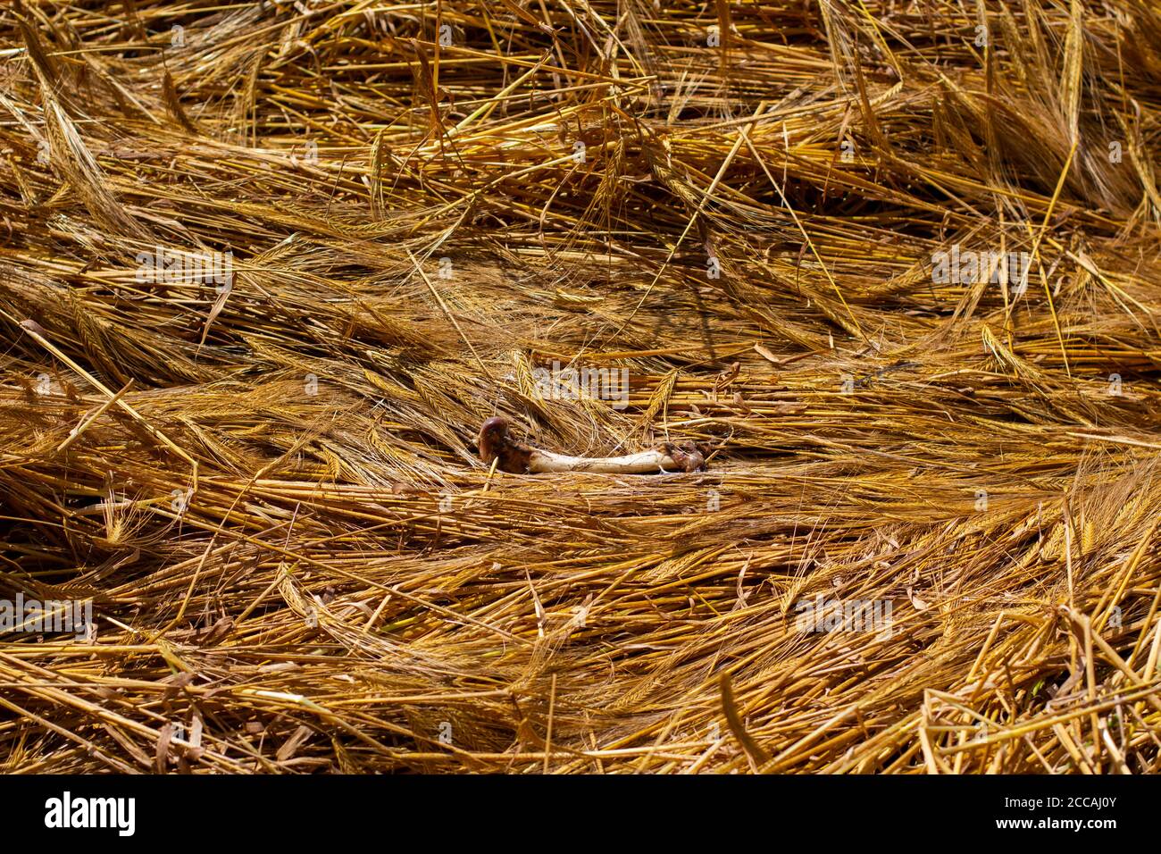 Osso animale che posa in un campo di grano Foto Stock