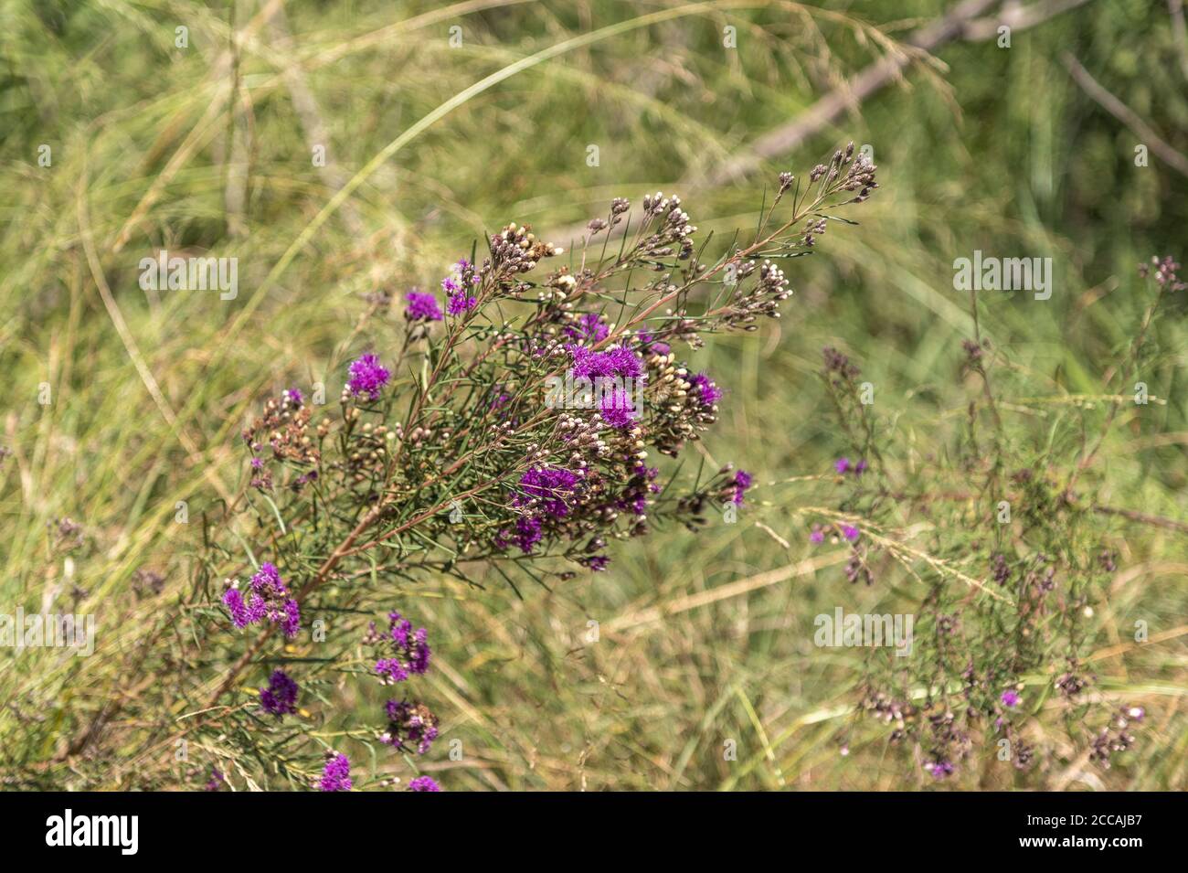 Il rosmarino (Rosmaninus officinalis) è una specie arbusto, ramificata e perenne. È originario del Sud America e considerato una pianta di pascolo invasiva Foto Stock
