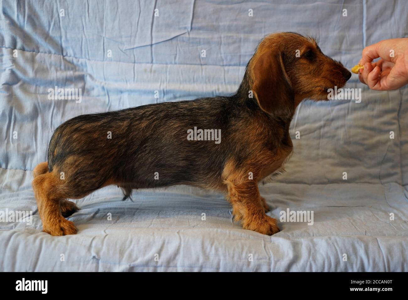 Razza tedesca il Dachshund Foto Stock