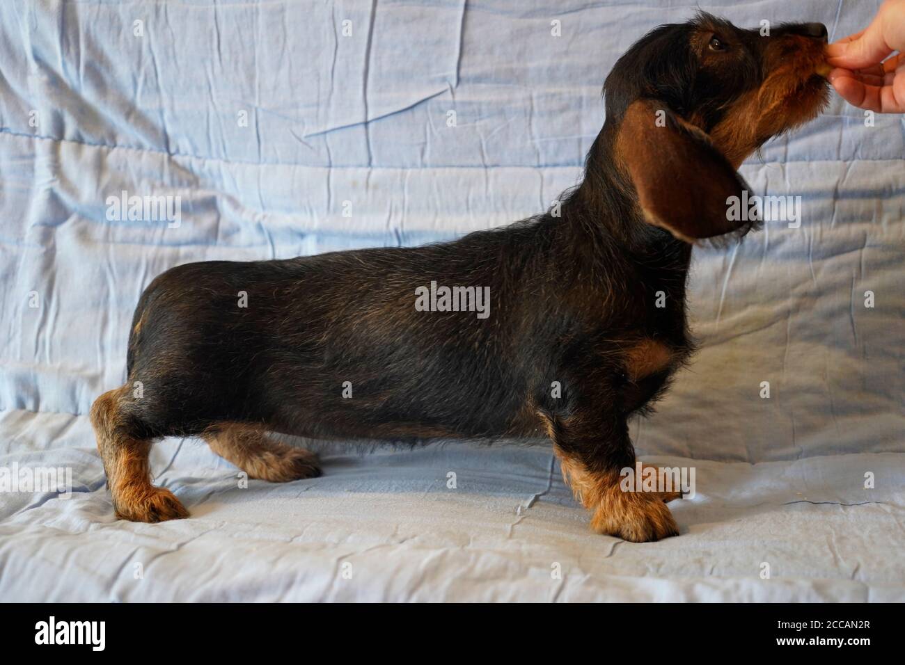 Razza tedesca il Dachshund Foto Stock
