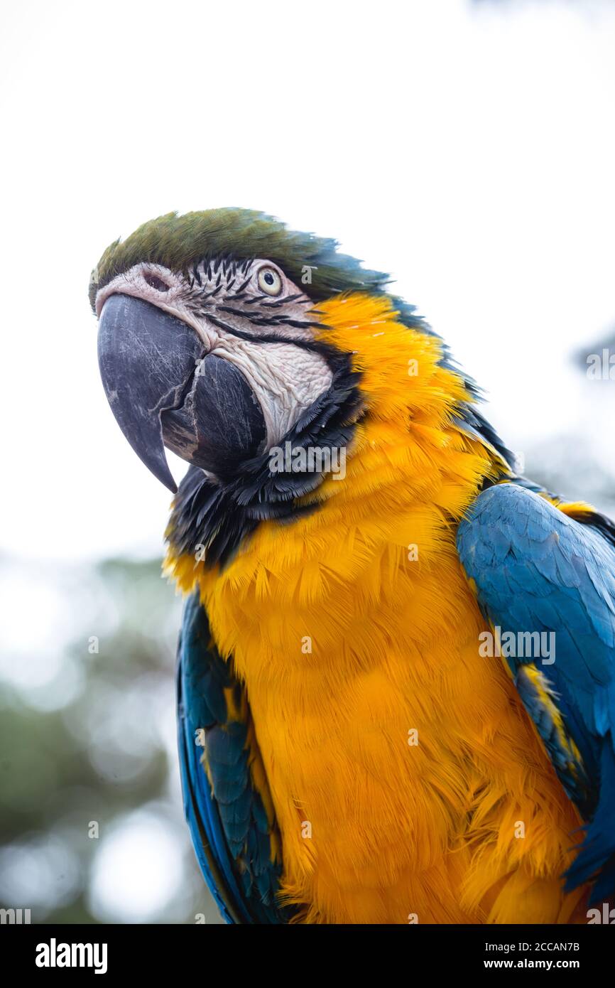 Vecchio Macaw brasiliano, 40 anni, uccello giallo-e-blu-belled, originario dell'Amazzonia, animale domestico. Foto Stock