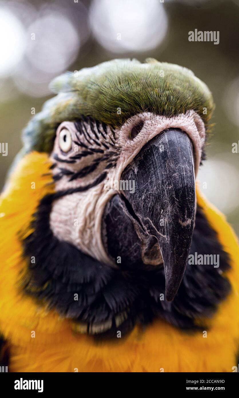 Ritratto di un vecchio macaw brasiliano, specie emblematiche della savana brasiliana e amazzonica. Uccello in pericolo di estinzione Foto Stock