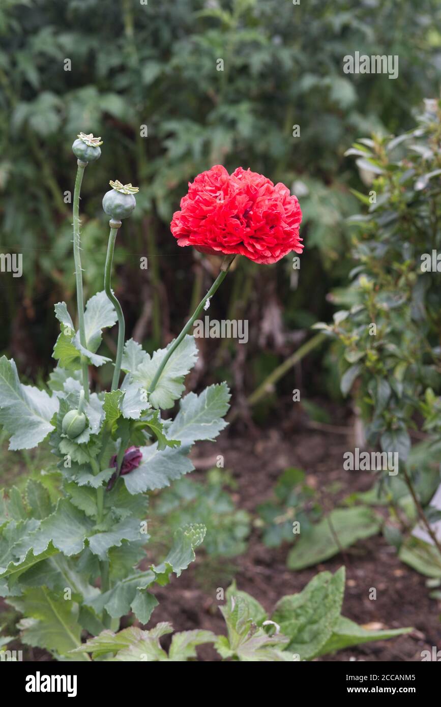 papavero a testa doppia nel giardino Foto Stock