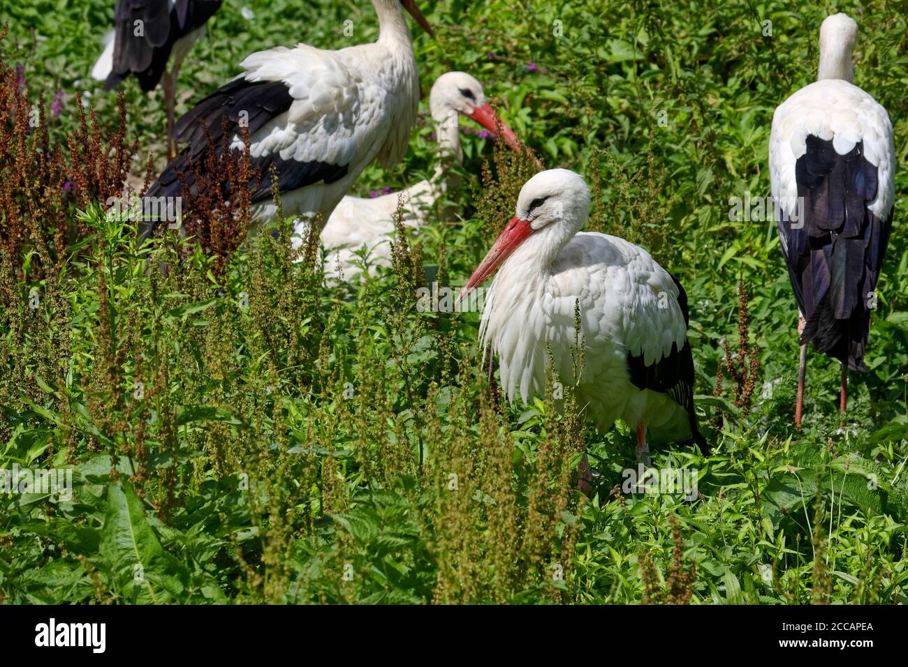 Cicogne bianche; ciconia ciconia; bianco; nero; ruscelli rossi; fauna selvatica; uccelli; animali, cicogne e lontre Centro di reintroduzione; Alsazia; Europa, Hunawihr; F. Foto Stock