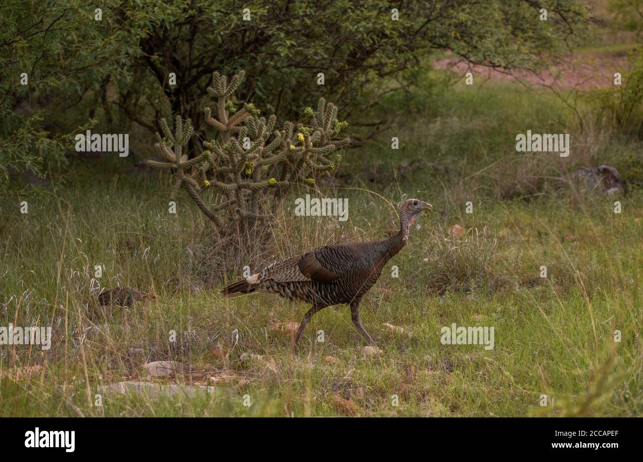 Una turchia di Gould, una delle due specie autoctone di turchia dell'Arizona, e una delle sue pulcini, si muove attraverso le praterie ai piedi del Foto Stock