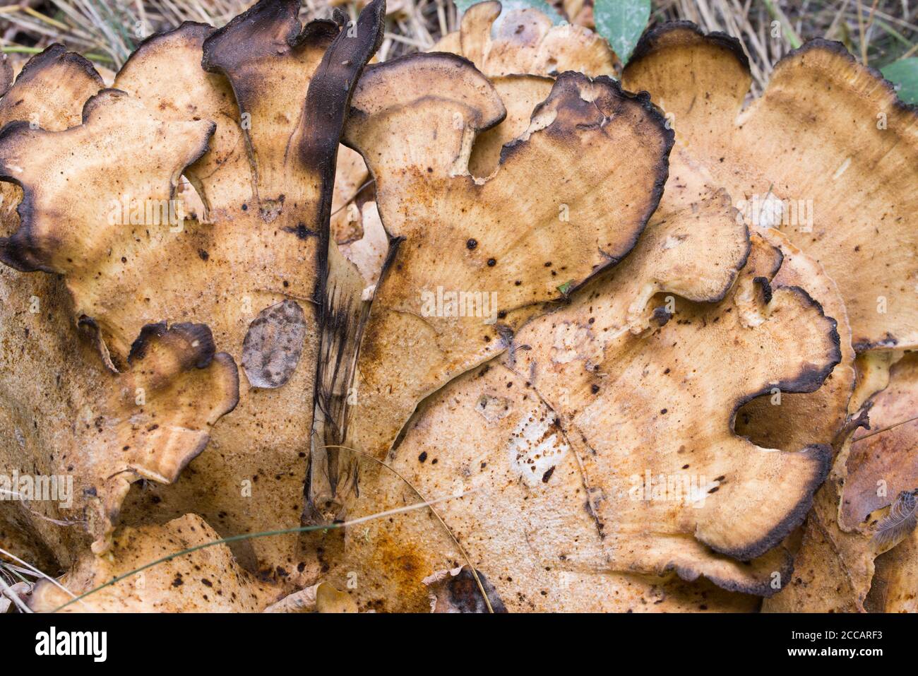Meripilus giganteus, fuoco selettivo di closeup di funghi di polipo gigante Foto Stock