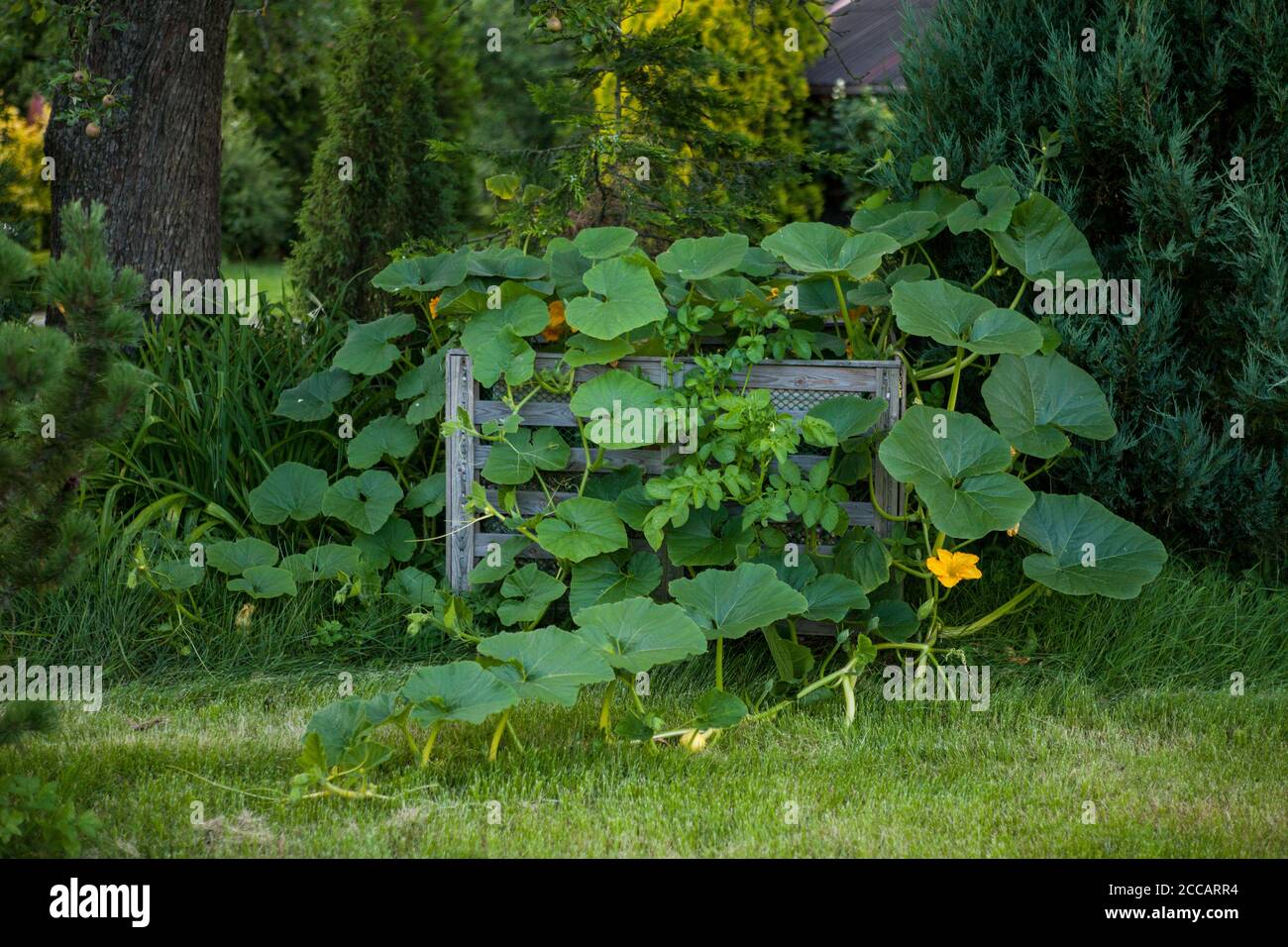 Grande zucca, che cresce su un cestino di compost in un giardino estivo Foto Stock