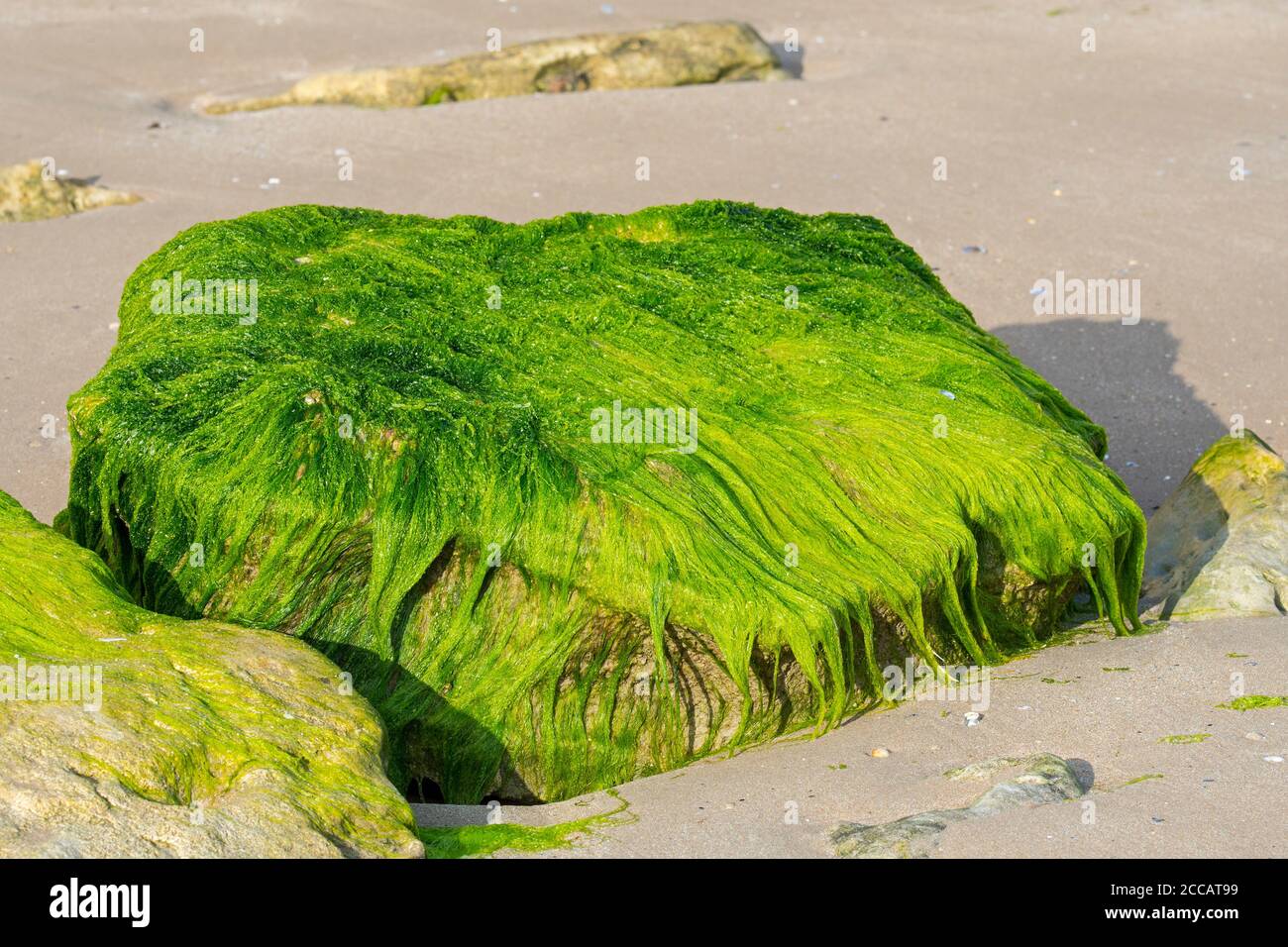 Lumps di specifiche Enteromorfa / Ulva spec., alghe verdi specie di alghe (Ulvaceae) che crescono sulla roccia sulla spiaggia a bassa marea, Normandia, Francia Foto Stock
