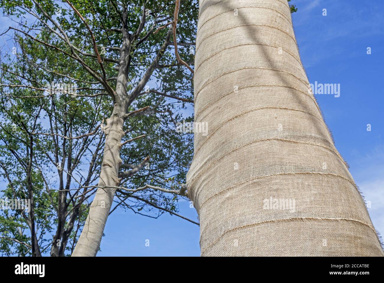 Faggi esposti (Fagus sylvatica) tronchi d'albero avvolti in tela/iuta come protezione per abbaia contro scottature e gelo Foto Stock
