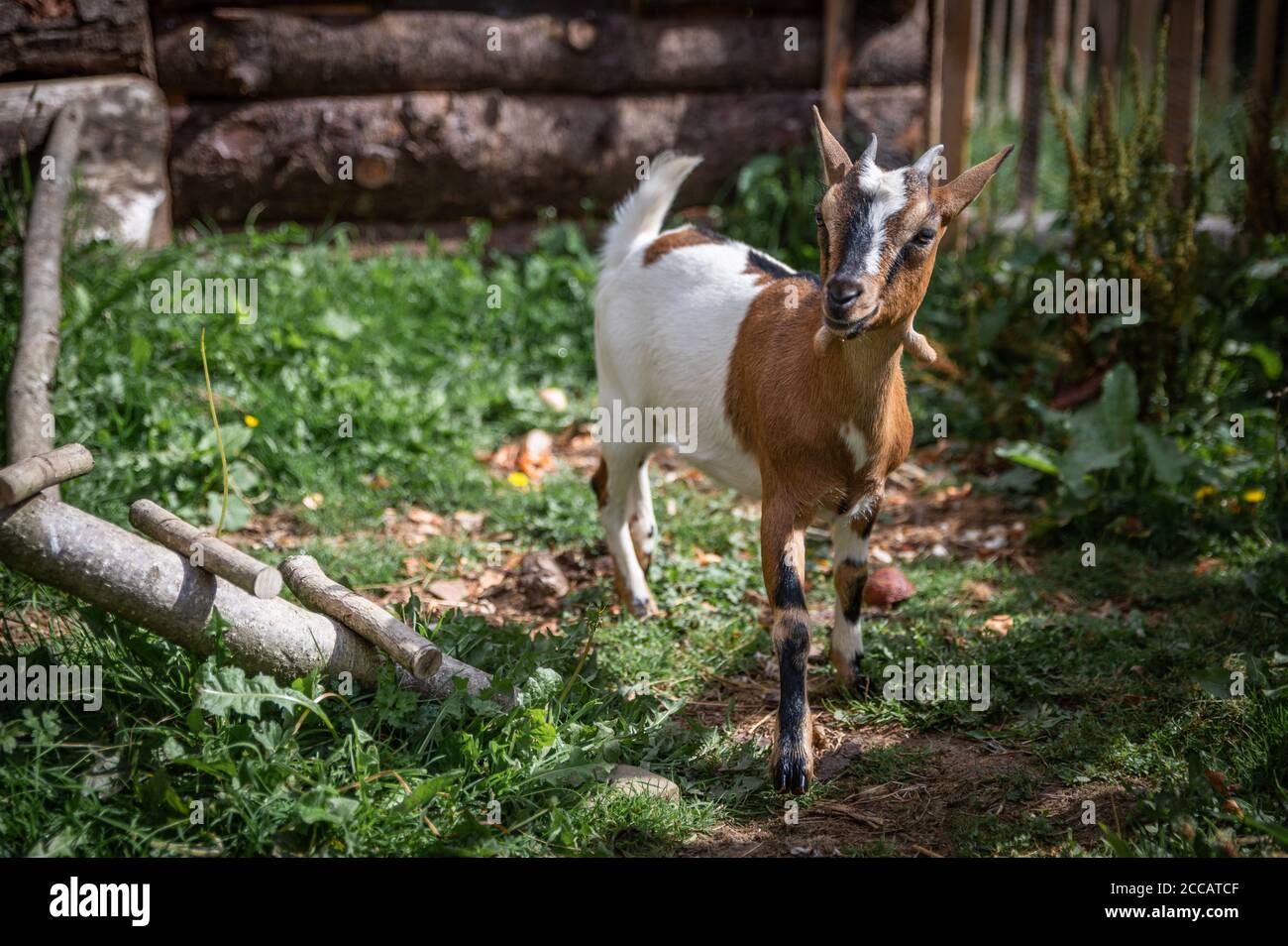 affascinante ritratto di una capra nana Foto Stock