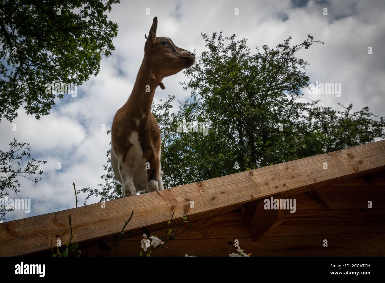 affascinante ritratto di una capra nana Foto Stock