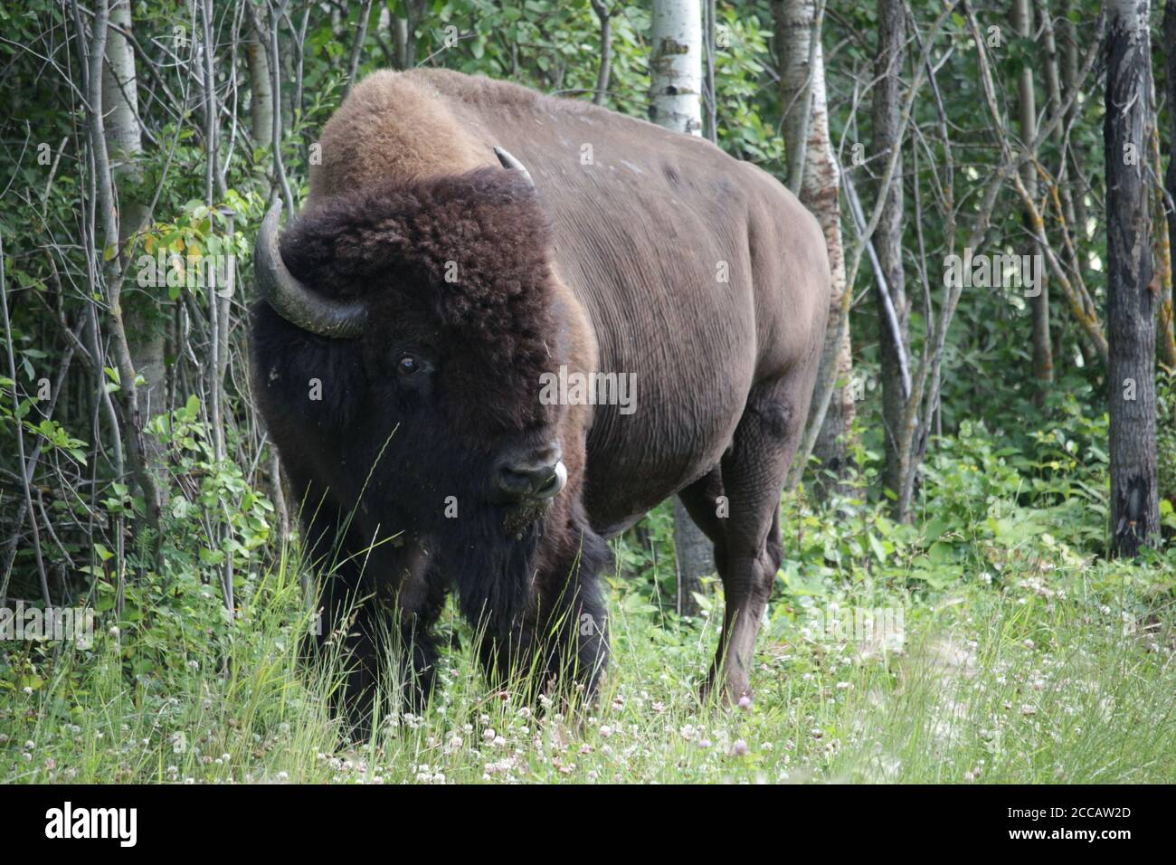 Bisonte in piedi fuori della foresta Foto Stock Bisonte in piedi fuori della foresta Foto Stock