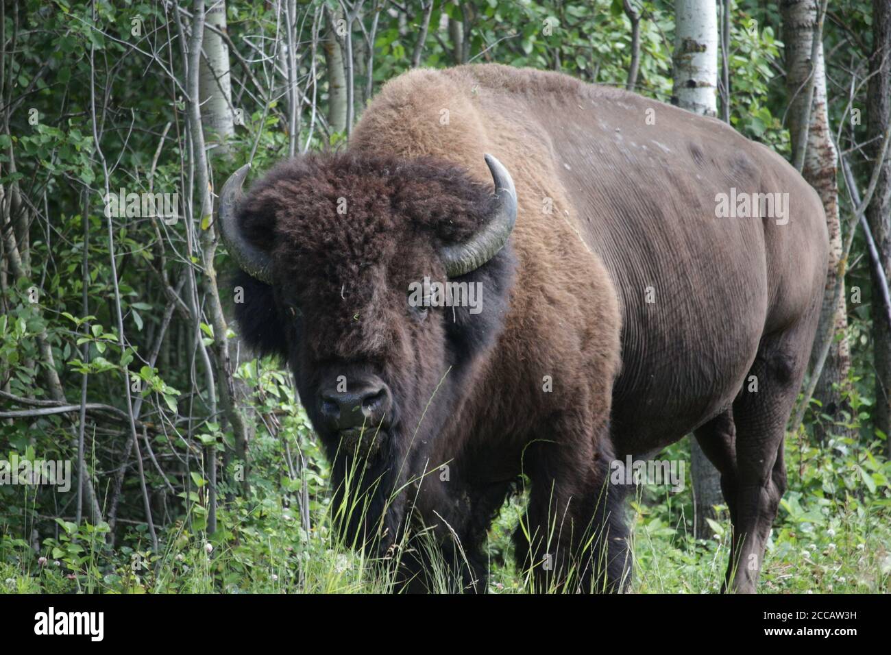 Bisonte in piedi fuori della foresta Foto Stock Bisonte in piedi fuori della foresta Foto Stock