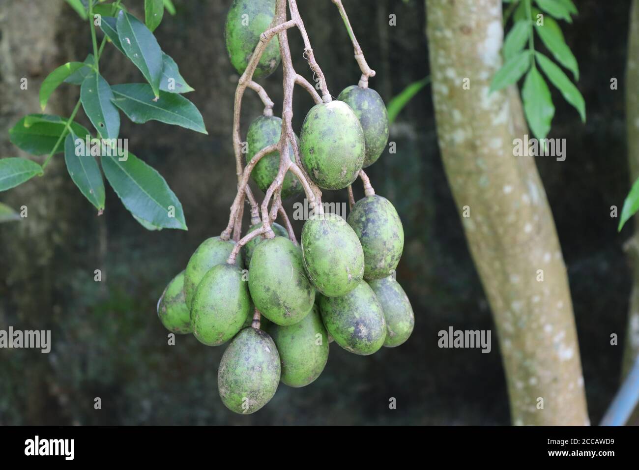 Questo è a volte frutta, a volte vegetale, Foto Stock