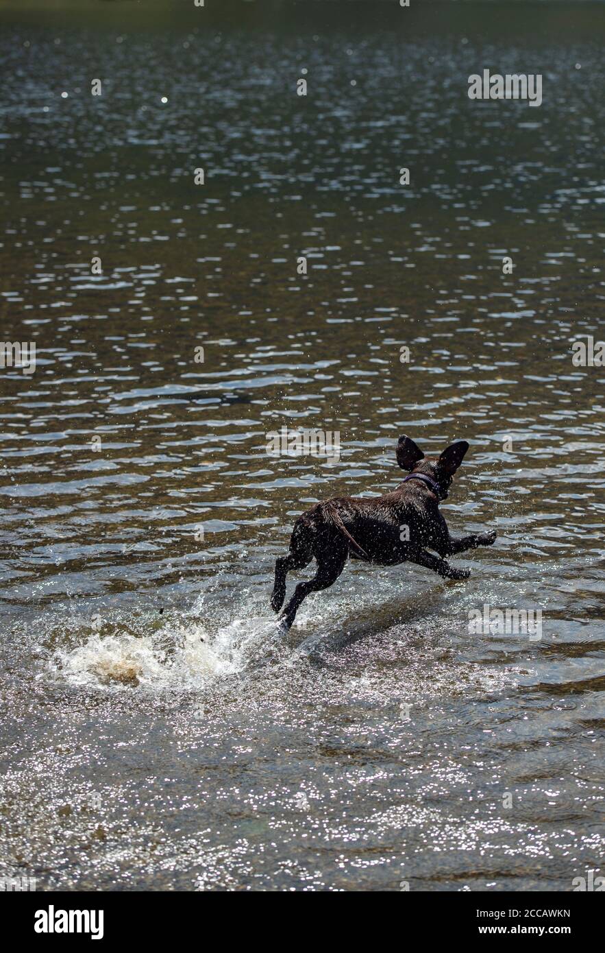 Cane nero che corre sulla superficie di un lago Foto Stock