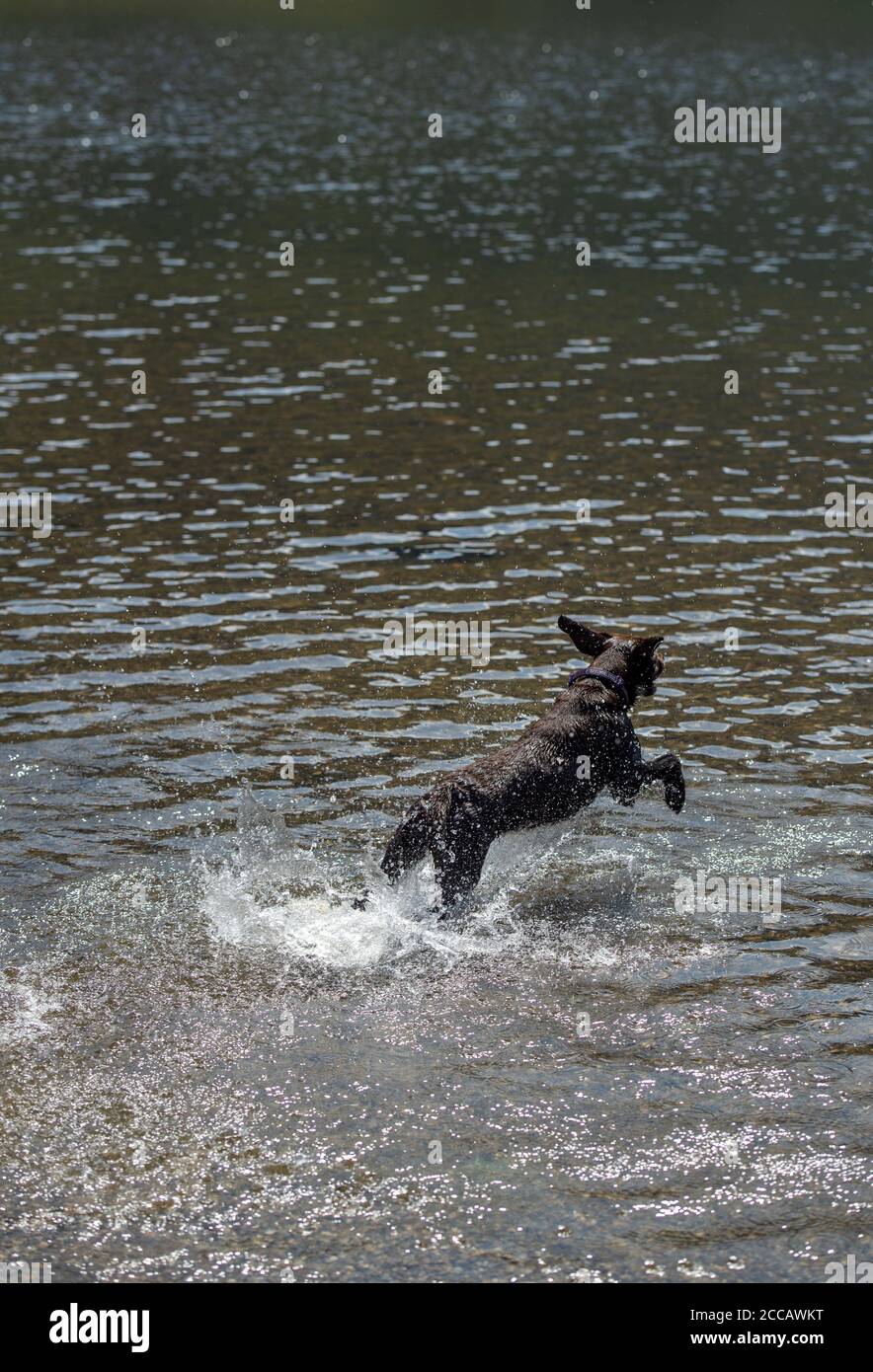Cane nero che corre sulla superficie di un lago Foto Stock
