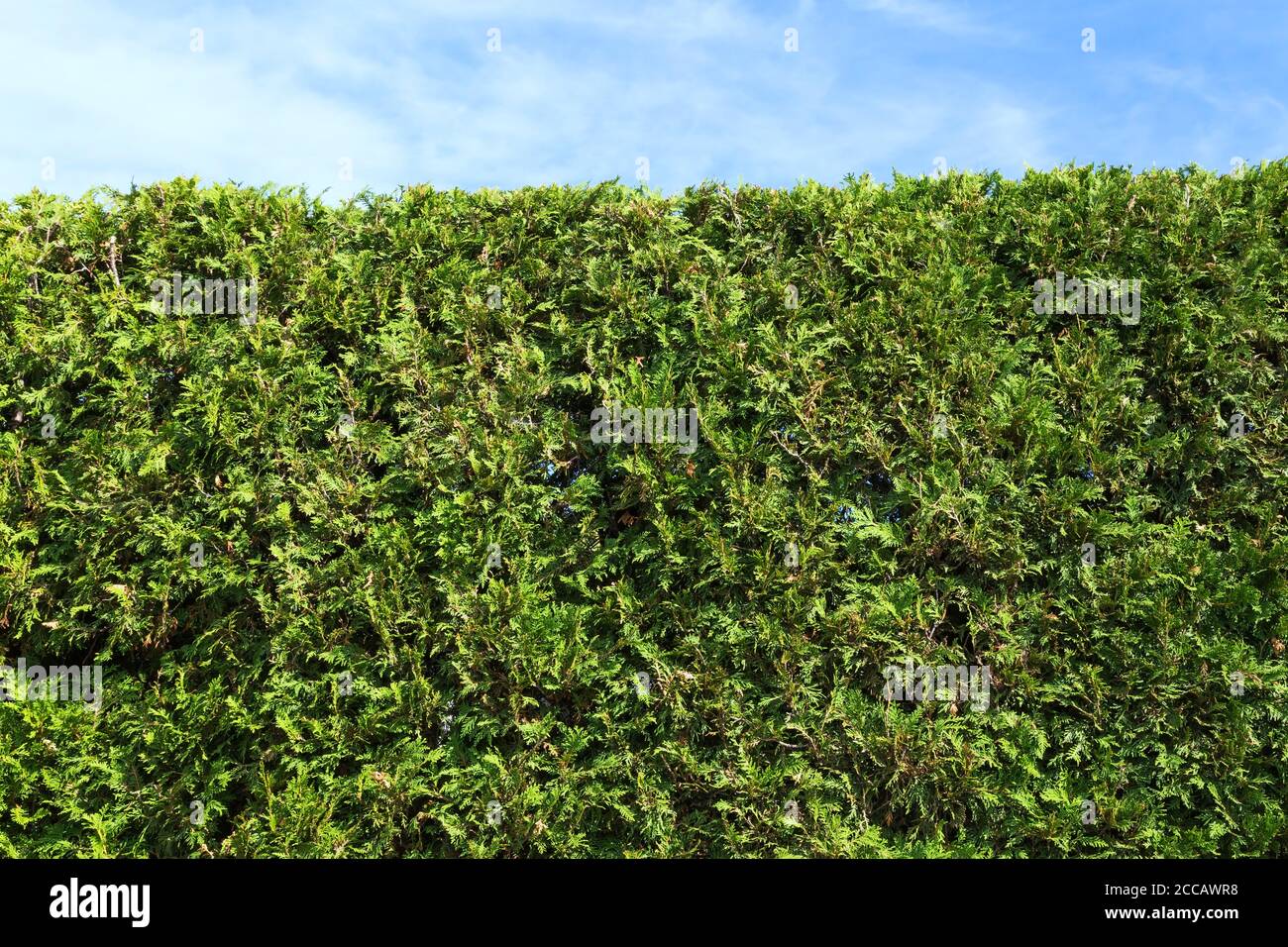 Thuja occidentalis - siepe di cedro. Foto Stock