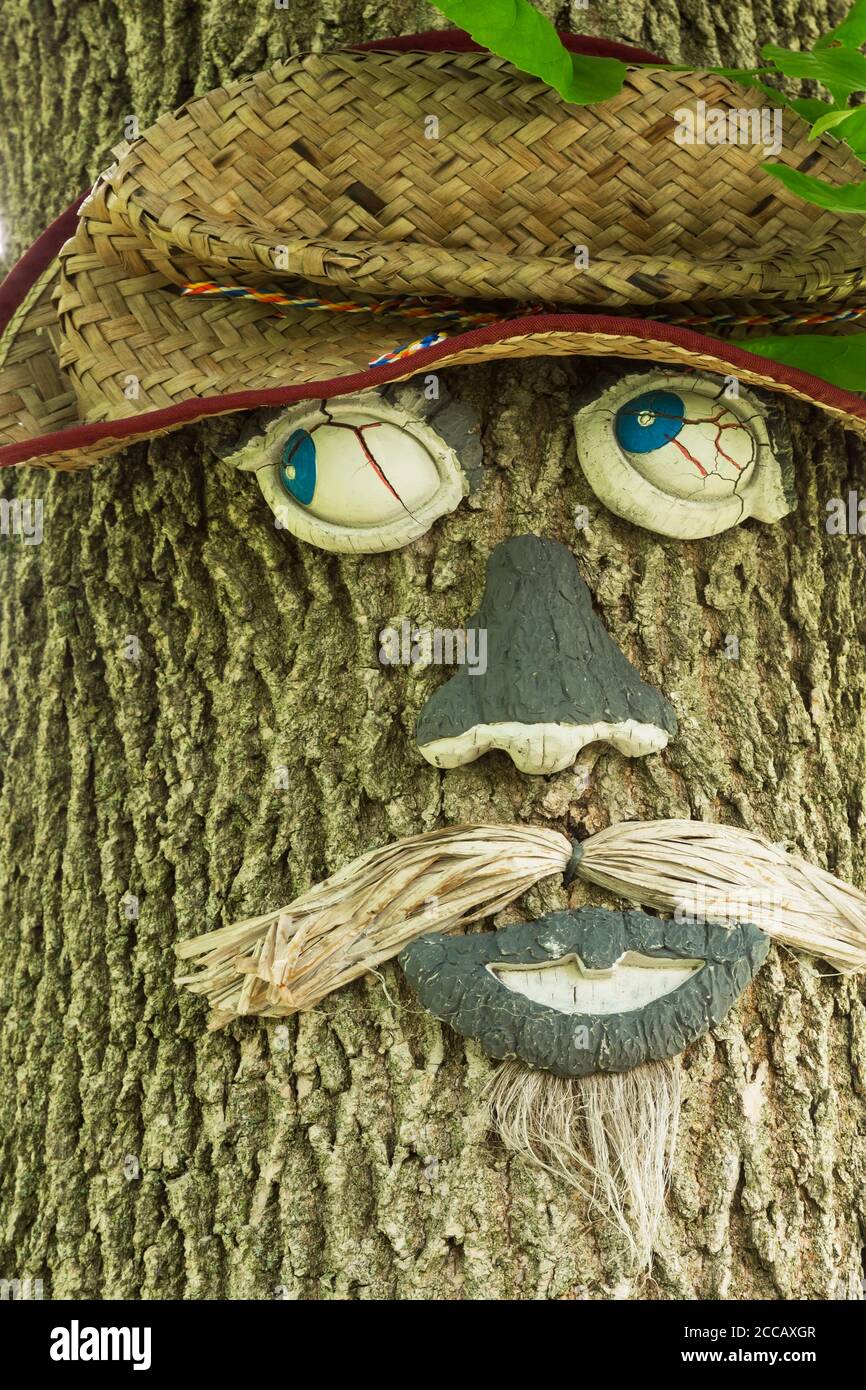 La faccia dell'albero su tronco di albero deciduo nel giardino del cortile. Foto Stock