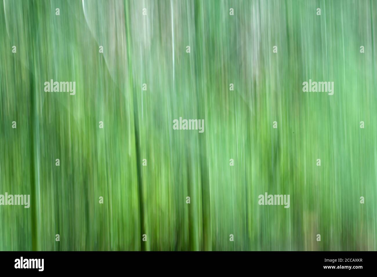 Immagine di sfocatura del movimento degli steli di asparagi. La sfocatura del movimento viene spesso utilizzata nella fotografia naturalistica. Foto Stock