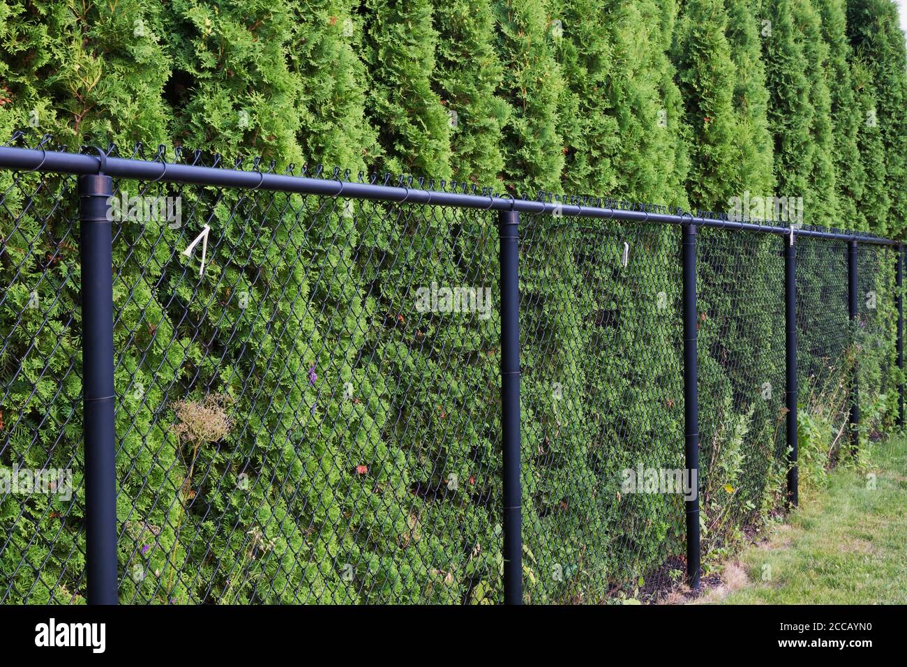 Recinzione a rete nera bordata da Thuja occidentalis - siepe di cedro in cortile residenziale. Foto Stock