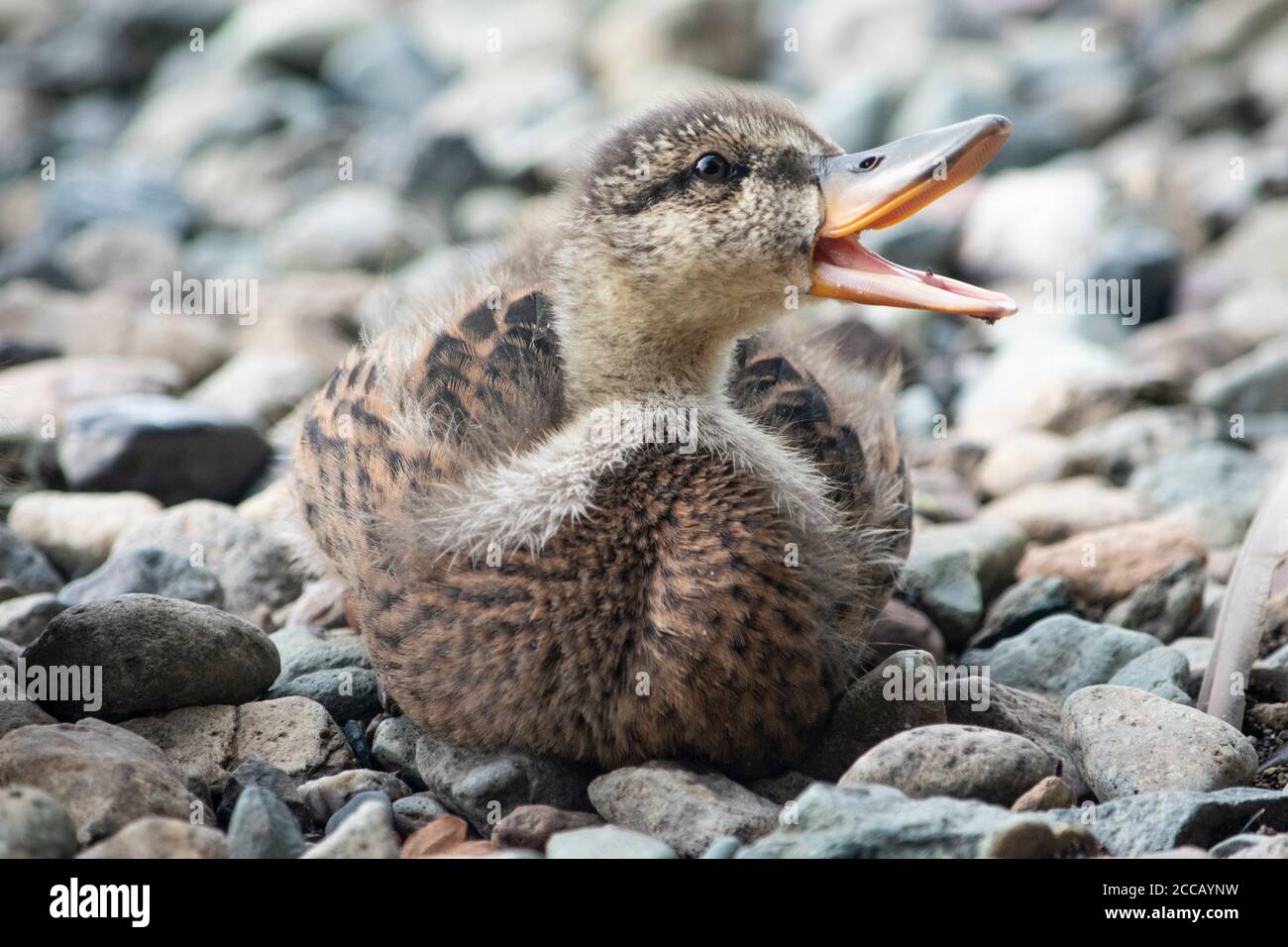 Baby mallard anatroccolo sulla riva del lago di Ullswater Foto Stock