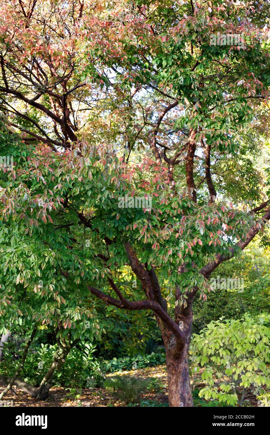 Acer griseum in autunno. Albero di acero di Paperbark. Foto Stock