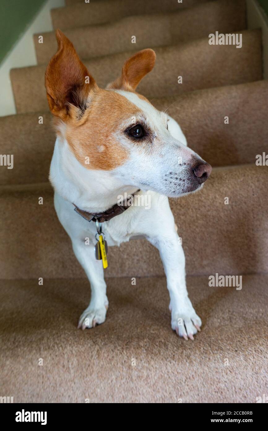Marrone e bianco Jack Russell terrier che sale giù scale della casa Foto Stock