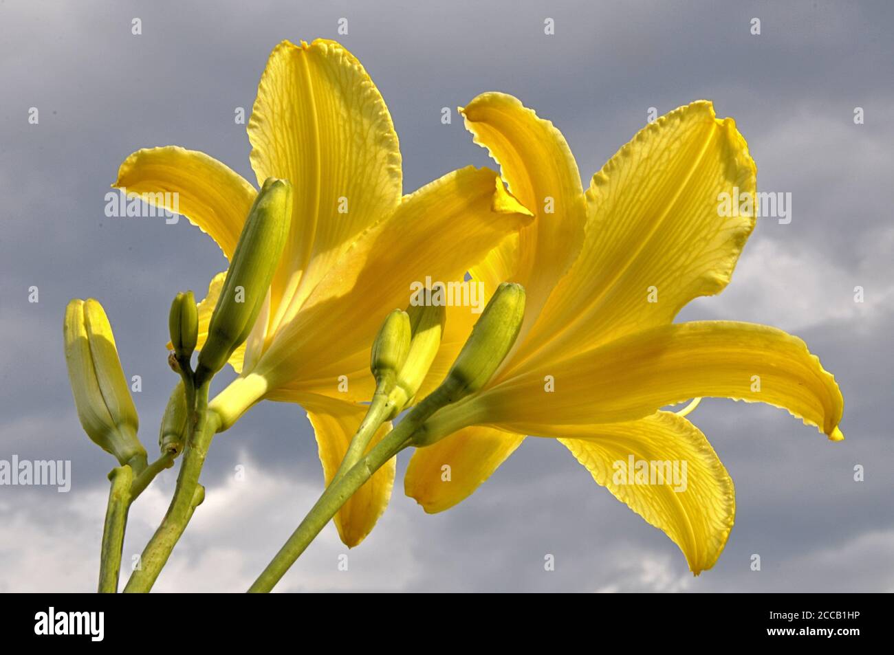 Punto di osservazione non convenzionale. Closeup dall'aspetto lustro di fiori di giglio giallo brillante (Hemerocallis "Yellow Pinthee") contro il cielo nuvoloso grigio. Foto Stock