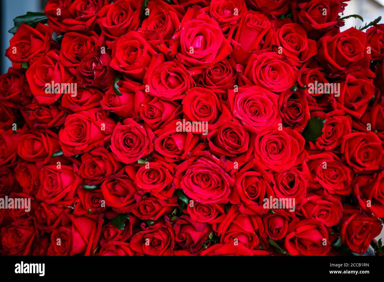 Un grande bouquet di rose rosse per una ragazza, fiori freschi Foto stock -  Alamy