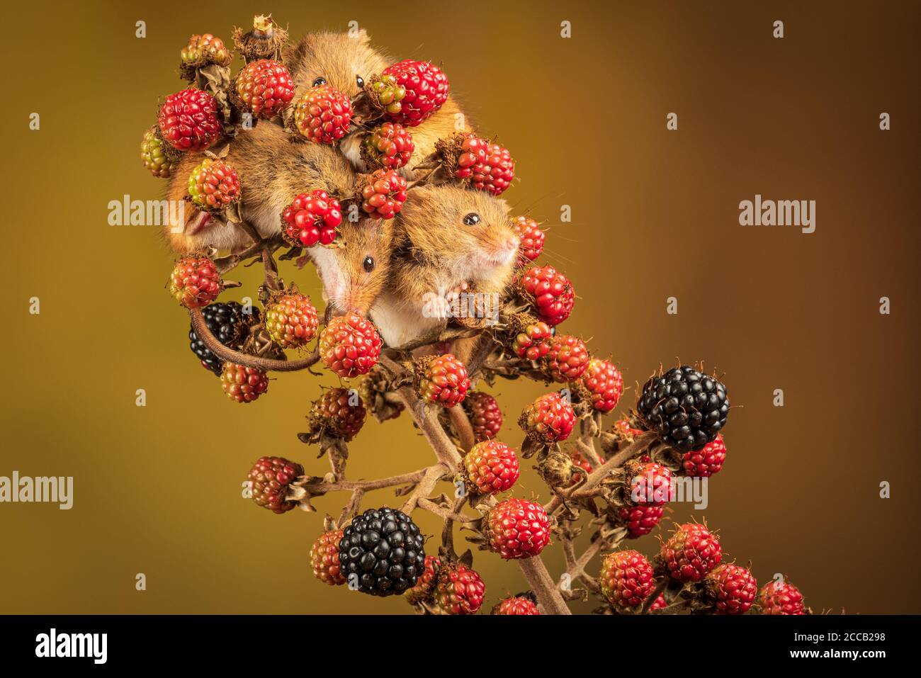 Topi di vendemmia Foto Stock