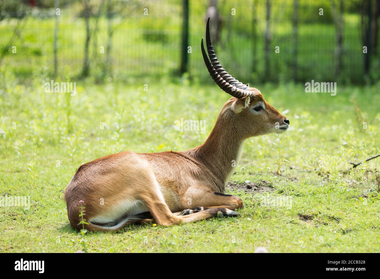 Un waterbuck di defassa (Kobus ellissiprymnus defassa), un antilope africano, che riposa nell'erba. Foto Stock