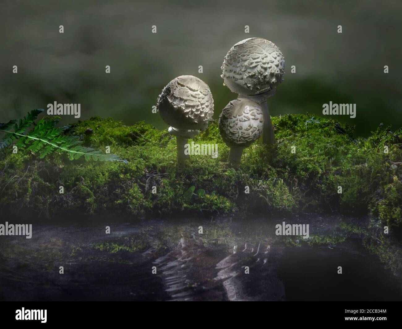 Tre funghi da puddle in foresta con nebbia nebbiosa, Pennsylvania, Stati Uniti Foto Stock