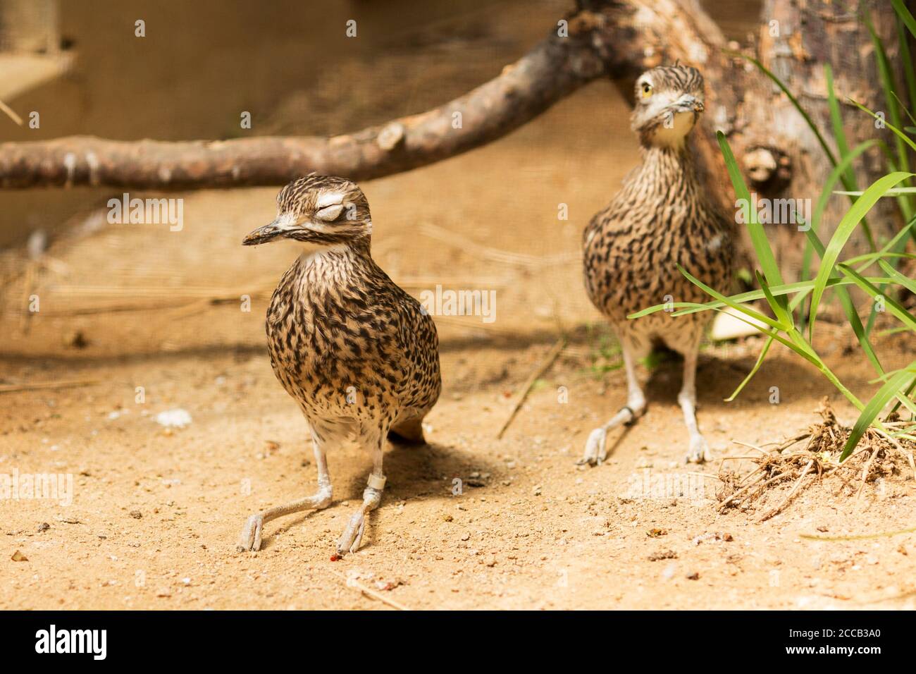 Un cespuglio di pietra-ricciolo o cespuglio di ginocchio (Burhinus grallarius), un uccello australiano, dorme seduto a terra, mentre un secondo orologi per predatori. Foto Stock