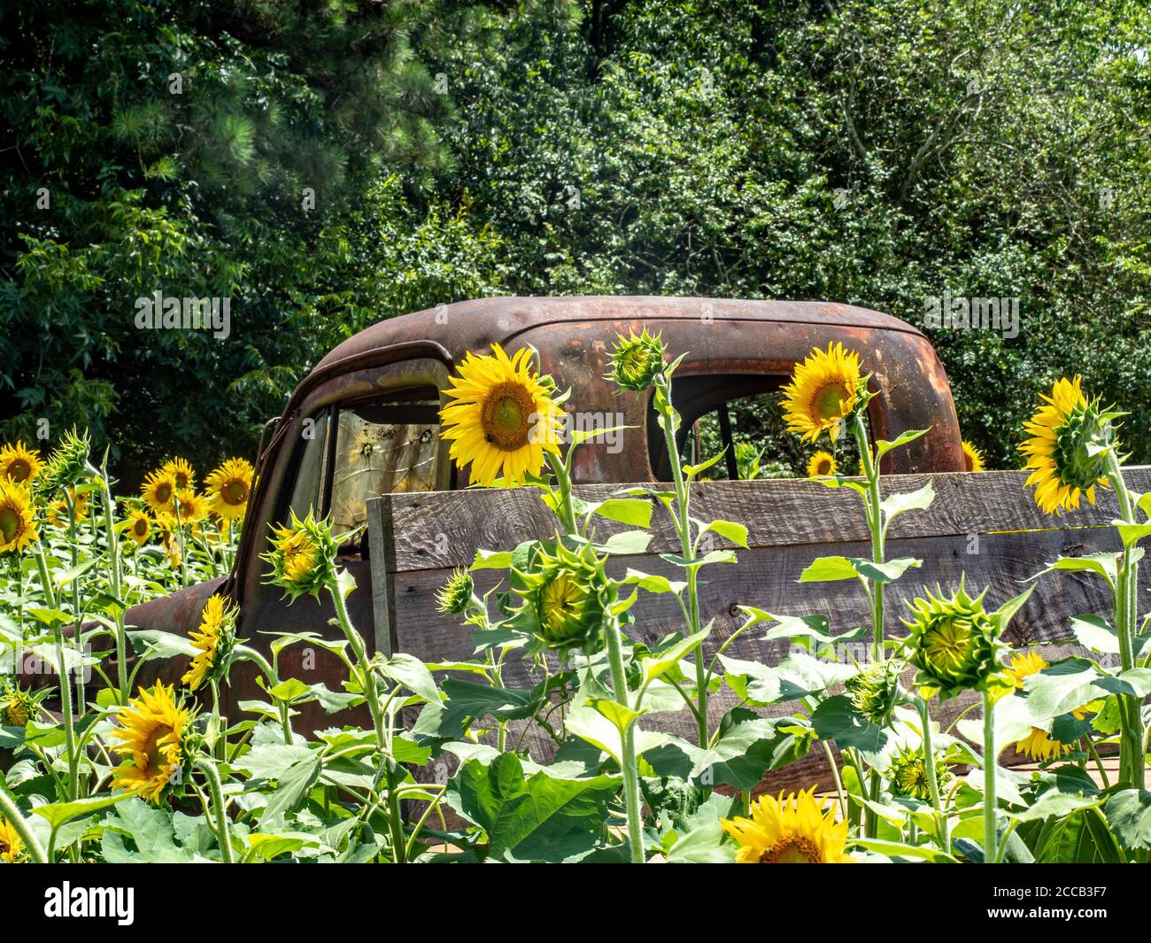 Vecchio camioncino abbandonato e arrugginito in un campo di girasoli. Foto Stock