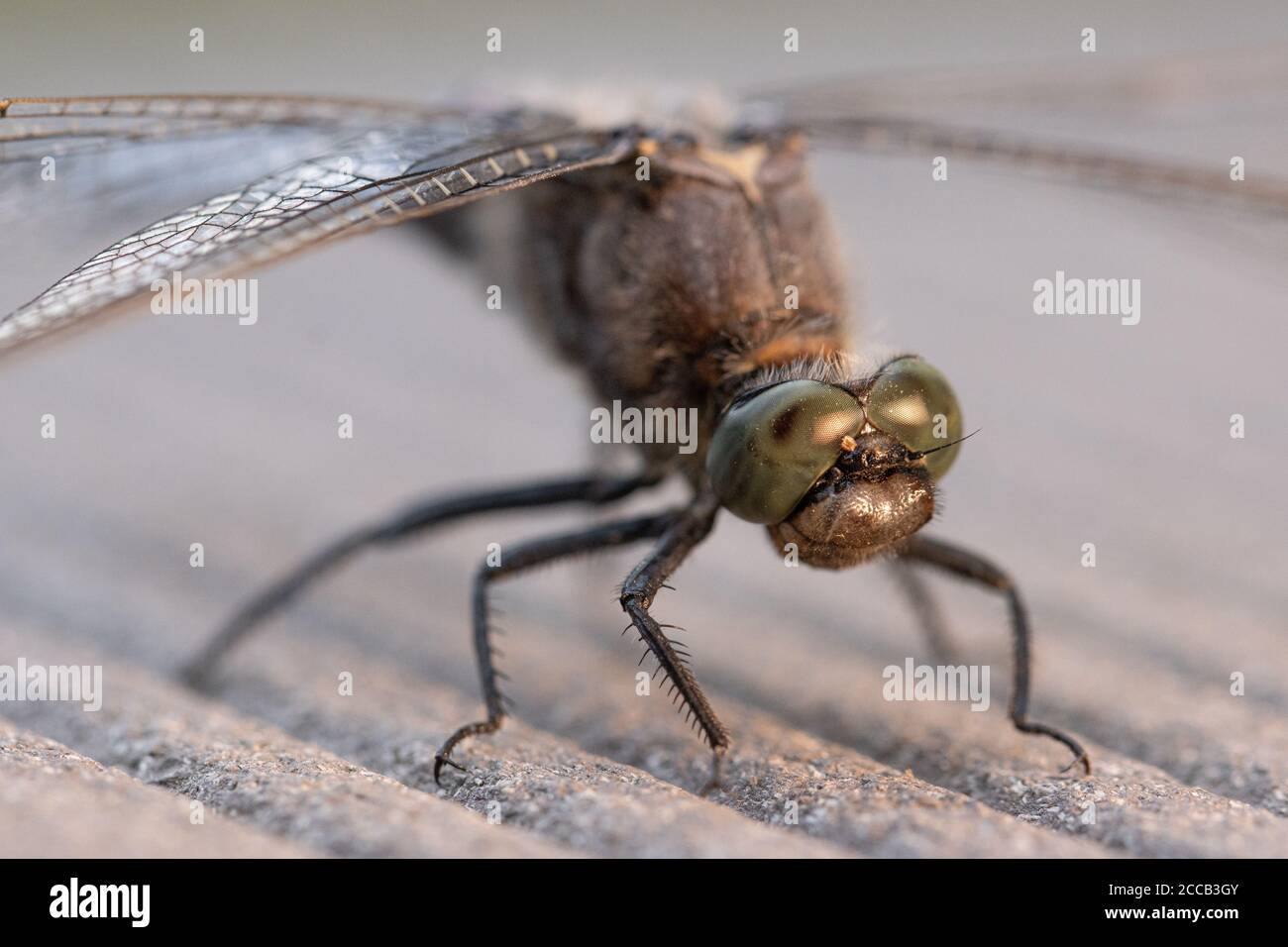 su un pavimento in legno si erge una libellula blu con le decorazioni piatte Foto Stock
