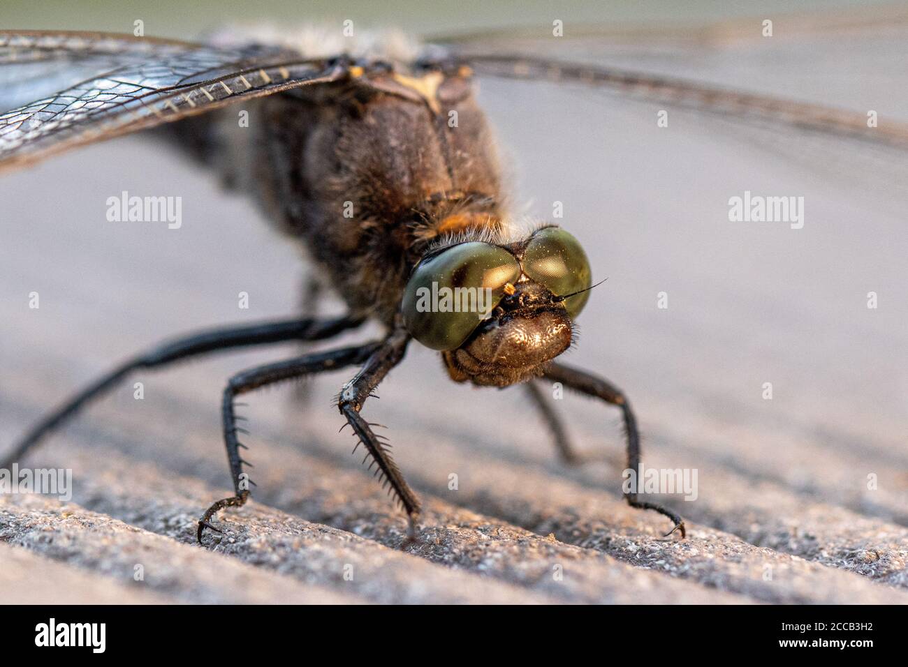 su un pavimento in legno si erge una libellula blu con le decorazioni piatte Foto Stock