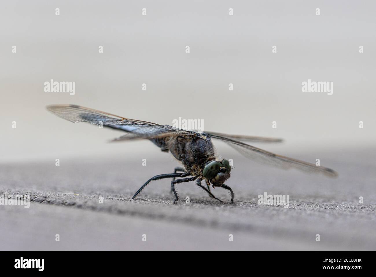 su un pavimento in legno si erge una libellula blu con le decorazioni piatte Foto Stock