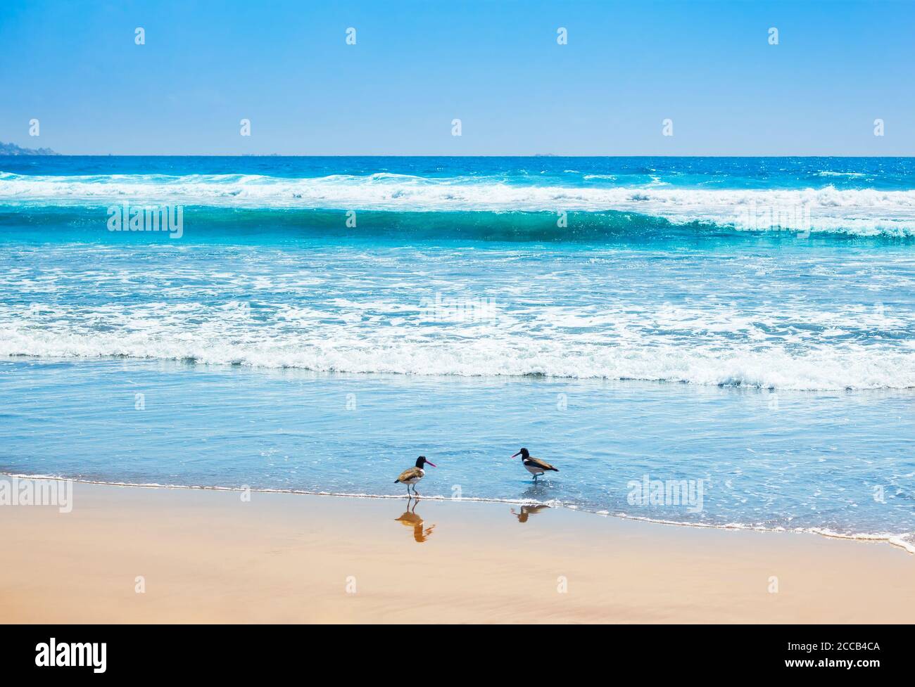 Belle onde dell'oceano pacifico con ostriche americane a la Serena, Cile Foto Stock