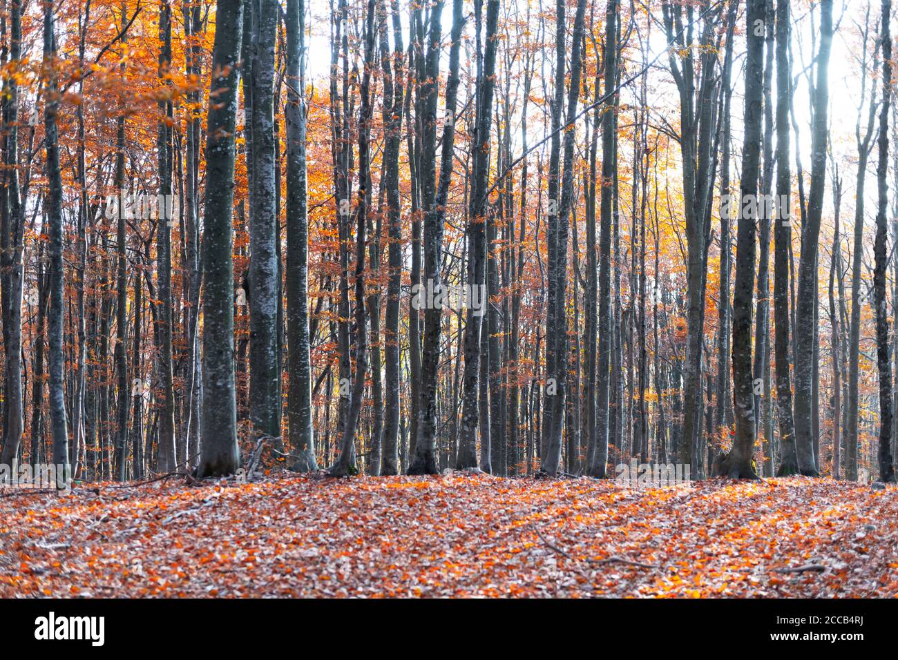 Maestosa vecchia foresta di faggi con folliage giallo e arancione in autunno. Pittoresca scena autunnale in Carpazi, Ucraina. Fotografia di paesaggio Foto Stock