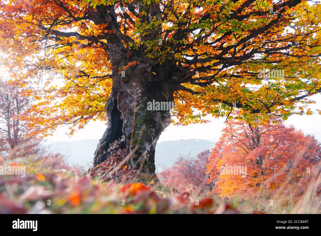 Maestoso vecchio albero di faggio con folliage giallo e arancio nella foresta d'autunno. Pittoresca scena autunnale in Carpazi, Ucraina. Fotografia di paesaggio Foto Stock
