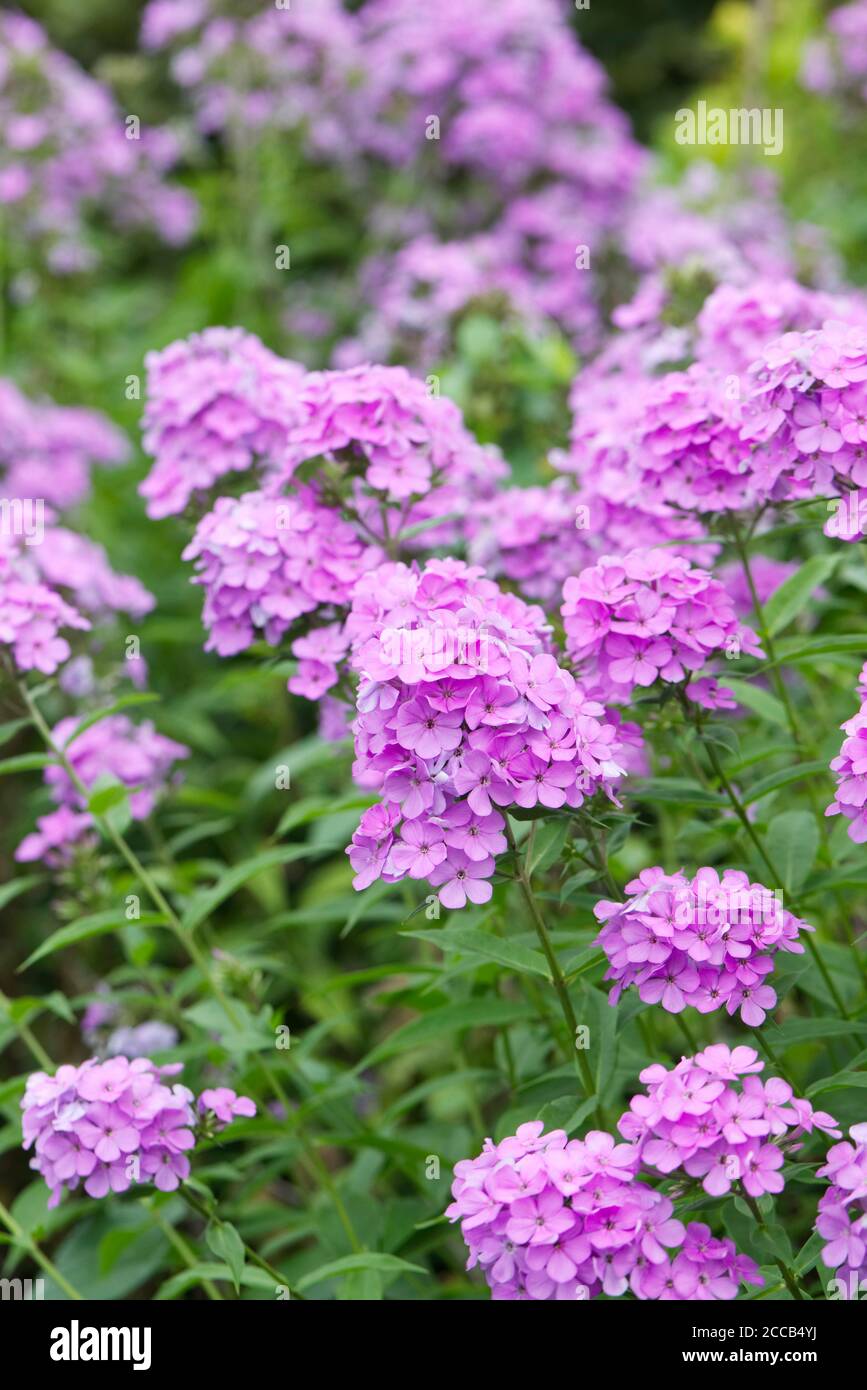 Flox paniculata 'Nesperis' fiori. Foto Stock